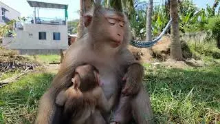 Nui and her daughter Poni are sleepy | Nui Family