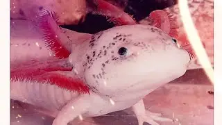 his expressionless eyes - El Bix&hellip; #music #dancesong #electronicmusic #axolotl 