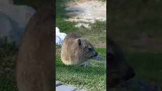 Rock Rabbit on a cliff #shorts #wildlife