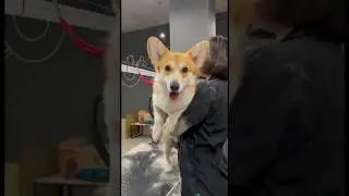 Собака-улыбака Мартин☺️ #animals #groom #dog #grooming #love