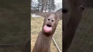 Goats Have ACCENTS?! 🤯 #shorts