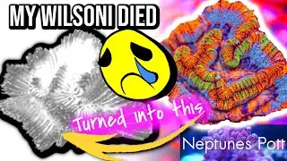 Symphyllia Wilsoni died | light issue | Saltwater Reef Tank | Coral dies | LPS Died