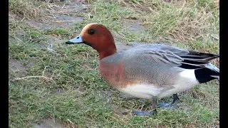 Hv&iacute;zd&aacute;k eurasijsk&yacute;, Eurasian wigeon, Pfeifente, Smient, Świstun zwyczajny, Canard siffleur
