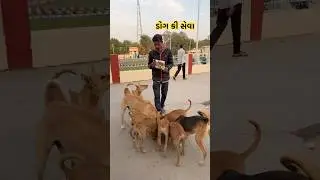 भूखे बच्चो की सेवा | Dog ka Favourit | Food | Pet Vlog in Hindi | shorts  | Ranchhod vlog