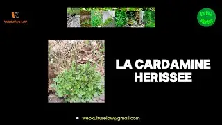Eur&ecirc;kaPlantes10 La Cardamine H&eacute;riss&eacute;e (16:9)
