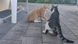 Katzen : Hass oder Liebe, Spiel oder Kampf?