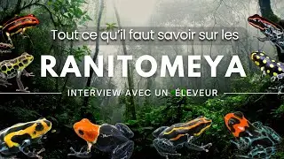 Tout sur les RANITOMEYA !!! (Interview avec un &eacute;leveur amateur !)