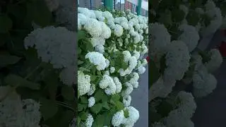 Strong Annabelle#гортензія #arborescens #гортензія #flowers #hortensia #hydrangea #гортензия #shorts