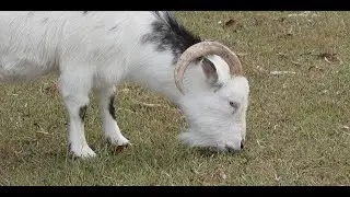50 Minutes of Goat Fun on River&rsquo;s Farm | Kids Music + Surprise Donkey Cameos!