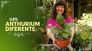 Um ANTHURIUM para a sua coleção - ANTHURIUM AFF LUCIOI
