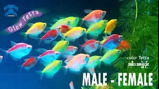 How to different male&female Widow Fish,glow fish#color tetra fish#Tetra အထီးအမခွဲနည်း။ @fishmr7
