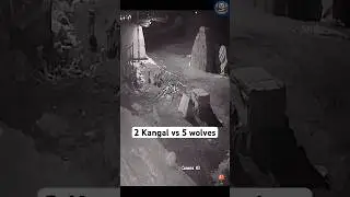 2 Kangals vs 4 Wolves &ndash; Shocking Real Fight!