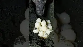 Olive Ridley Sea Turtle Lays an Egg