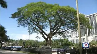 100-year-old Fort Lauderdale rain tree moved to new site by land developers