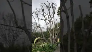 Jacaranda Tree Troubleshooting