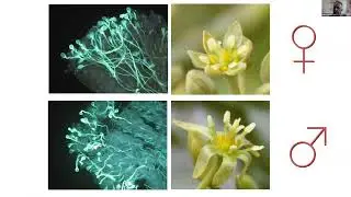 I. Hormaza - The effect of flower quality and pollen load on avocado fruit set