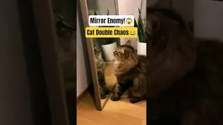 Cat Sees Mirror Twin &ndash; New Year Fight Chaos!😹🪞