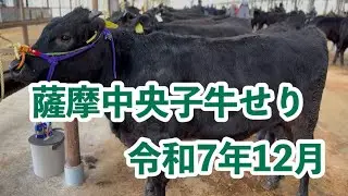 令和7年12月子牛せり