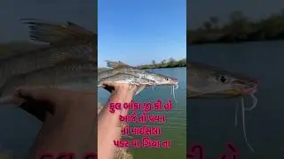 The full bank is full, today the wind has caught the fish🫣#machala #fishing #fishfarming #fish 🫣