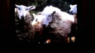 Opening to Balto (1995) VHS