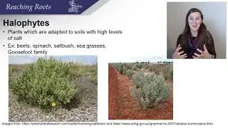 Plant Adaptions