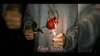 Kenny.W. - Una Rosa🌹