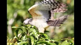 Pacific Baza or Crested Hawk pictures