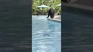 Tourist gets surrounded by monkeys in swimming pool