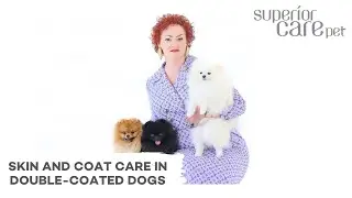 Skin and Coat Care in Double-Coated Dogs