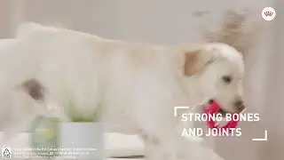Royal Canin - Tailored Nutrition for Maxi Adult