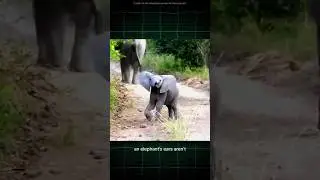 Elephant's Natural cooling System! 🐘 The Fact Files