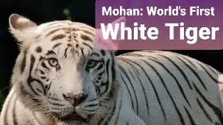 Mohan: World's First White Tiger