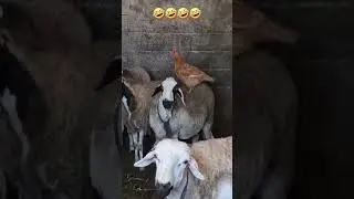 #shorts #animals #video #reaction #turkey #reels #relaxing #viral