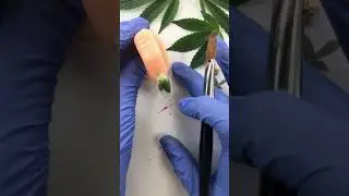 How to encapsulate Hemp leafs in nails #weednails