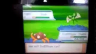 Shiny zubat on heartgold (over 100hour)-danyl