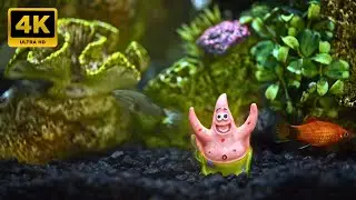4K Aquarium Macro Relaxation | Calm Fish Tank for Studying, Work & Sleep