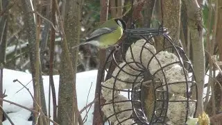 Unsere Gartenvögel im Winter - Teil 1