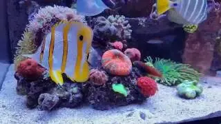08-2016 | update | Red Sea Reefer 525 XL