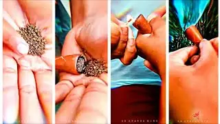smoking weed WhatsApp status video | Ganja 🚬  status video || only ganja snooker | ganja lover ||