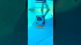ПЕРВЫЙ в мире умный очиститель бассейна &mdash; Dreame Z1 Pro!