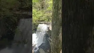 Suter Falls - #youtubeshorts #shortsvideo
