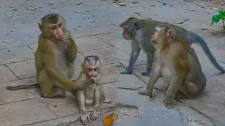 Lily wanna her bro Leo to protect her while Bonita & Jane monkeys coming