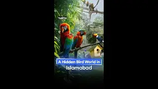 A Hidden Bird World in Islamabad: Pakistan's Largest Aviary | Nukta Pakistan