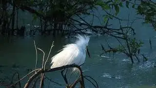 Snowy egrets with aigrettes flying