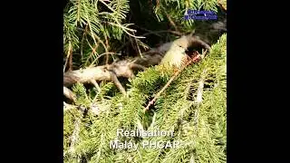 Pouillot V&eacute;loce est un oiseau insectivore, r&eacute;alisation de Malay PHCAR