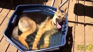 Non disturbate, fa troppo caldo !