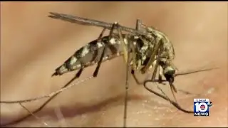 Health alert: New cases of dengue fever reported in South Florida