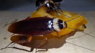 Cockroach video. Cockroach ate the whole sweet food. #cockroach #insects #animals