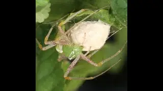 Sharing, Caring, and Thievery: Arachnid Behavior and Interactions