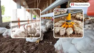 Automatic Pan Feeding System - Mayura Industries